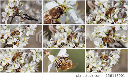 Collage of honey bees pollinating white fruit tree blossoms, capturing multiple moments of natural pollination in spring. 136118901