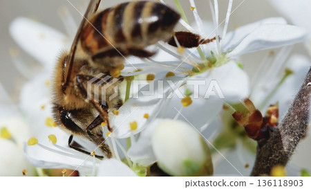 Detailed macro shot of a bee interacting with blooming fruit tree flowers, showcasing agriculture, biodiversity, and nature. Detailed macro shot of a bee interacting with blooming fruit tree flowers, showcasing agriculture, biodiversity, and nature. 136118903