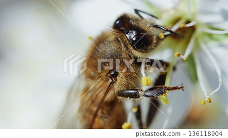 Extreme macro of a honey bee pollinating a delicate white blossom, capturing fine details of pollen grains, wings, and compound eyes in soft natural light. Extreme macro of a honey bee pollinating a delicate white blossom, capturing fine details of pollen grains, wings, and compound eyes in soft natural light. 136118904