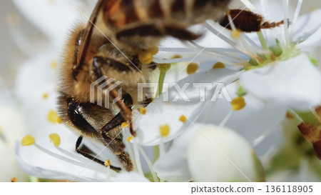 High-resolution macro shot of a honey bee interacting with white blossoms, symbolizing sustainability and plant reproduction. High-resolution macro shot of a honey bee interacting with white blossoms, symbolizing sustainability and plant reproduction. 136118905