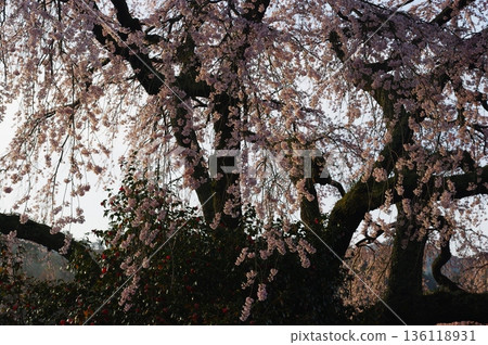 春天,長野縣信州南部的田野和山巒間,到處都是梅花、櫻花和杜鵑花。 春天,長野縣信州南部的田野和山巒間,到處都是梅花、櫻花和杜鵑花。 136118931