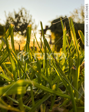 Quiet backyard lawn during springtime with glowing sunlight and natural textures, symbolizing renewal, fresh start, environmental harmony and peaceful outdoor life Quiet backyard lawn during springtime with glowing sunlight and natural textures, symbolizing renewal, fresh start, environmental harmony and peaceful outdoor life 136119065