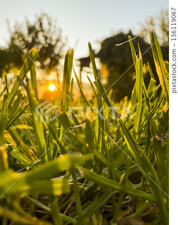 Close-up of grass blades in soft golden light at sunset, conveying spring rebirth, emotional balance, slow living and connection with nature in a home garden Close-up of grass blades in soft golden light at sunset, conveying spring rebirth, emotional balance, slow living and connection with nature in a home garden 136119067