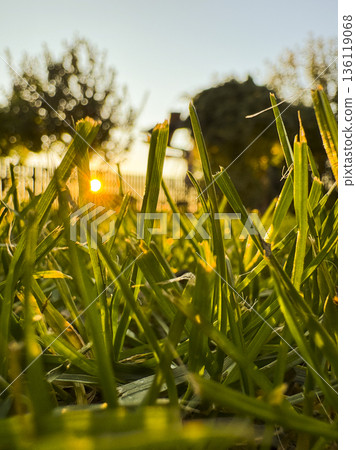 Low angle spring garden scene with fresh green lawn and warm evening sun, representing new beginnings, seasonal change, harmony and a calm rural lifestyle Low angle spring garden scene with fresh green lawn and warm evening sun, representing new beginnings, seasonal change, harmony and a calm rural lifestyle 136119068
