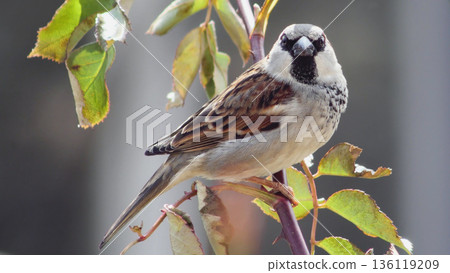 Full-body shot of a male House Sparrow (Passeridae) Full-body shot of a male House Sparrow (Passeridae) 136119209