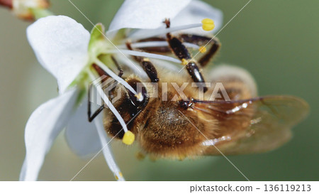 Nature image focused on the hard work of a honeybee in spring. This detailed shot is perfect for illustrating concepts of environmentalism, biodiversity, sustainable agriculture. Nature image focused on the hard work of a honeybee in spring. This detailed shot is perfect for illustrating concepts of environmentalism, biodiversity, sustainable agriculture. 136119213