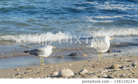Two adult gulls with bright yellow legs and bills stand on a wide, pebbled beach near the waterline. Two adult gulls with bright yellow legs and bills stand on a wide, pebbled beach near the waterline. 136119214