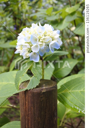 Hydrangea, June, rainy season, blue Hydrangea, June, rainy season, blue 136119265