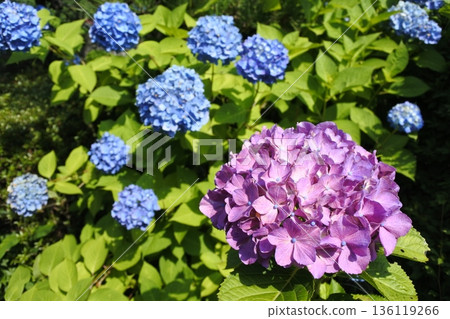 Hydrangea, June, rainy season, purple Hydrangea, June, rainy season, purple 136119266