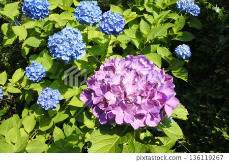 Hydrangea, June, rainy season, purple 136119267