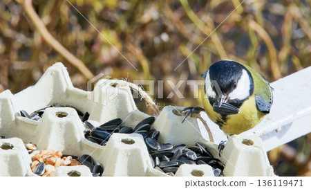 Close-up of a brightly colored Great Tit (Parus major) feeding on black oil sunflower seeds and nuts placed in a repurposed cardboard egg carton bird feeder. Close-up of a brightly colored Great Tit (Parus major) feeding on black oil sunflower seeds and nuts placed in a repurposed cardboard egg carton bird feeder. 136119471