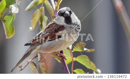 Front-facing shot of a handsome male House Sparrow with soft light illuminating its chest and face. Front-facing shot of a handsome male House Sparrow with soft light illuminating its chest and face. 136119472