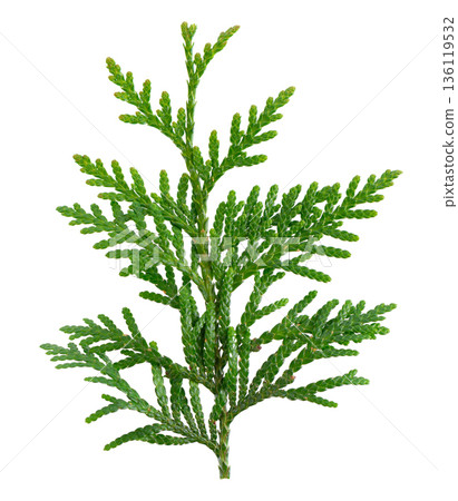 Thuja branch isolated on white background. Branch of green orientalis leaves. Clipping path. 136119532