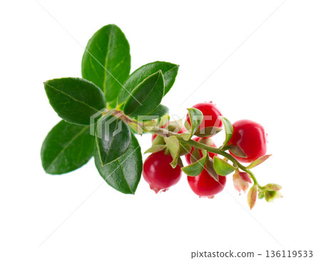 Fresh cowberry berries with leaves, isolated on white background. Ripe cranberry, cowberry, lingonberry. Clipping path. 136119533