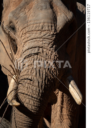 Weathered elephant face with tusks and deep wrinkles 136119717