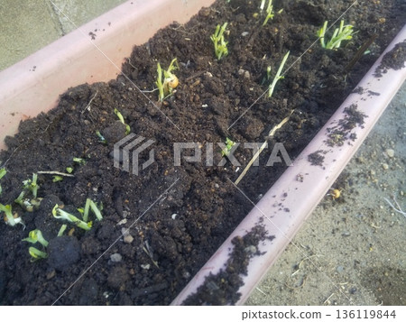 After eating the leaves of the bean sprouts, plant the roots in a planter. After eating the leaves of the bean sprouts, plant the roots in a planter. 136119844