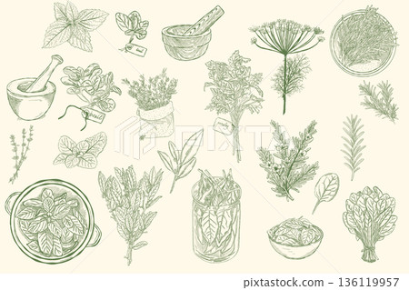 Vintage botanical herbs illustration set with hand drawn plants and kitchen elements 136119957