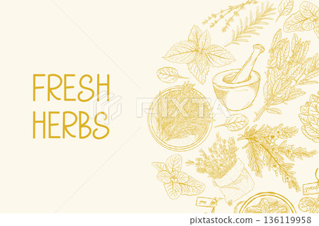 Fresh herbs botanical illustration with vintage hand drawn plants on light background Fresh herbs botanical illustration with vintage hand drawn plants on light background 136119958