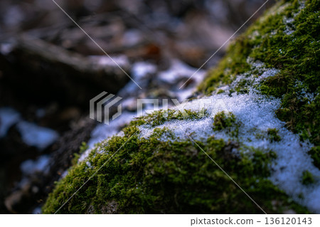 Moss and snow remaining on the Iwatake hiking trail, a small winter mountain scene 136120143