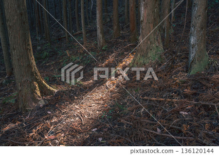 Winter sunlight filtering through the trees on the Iwatake hiking trail 136120144