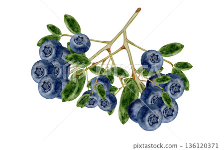Blueberry branch watercolor. Hand-drawn blue berry on a white background. Botanical clip art. Perfect for food blog designs, organic store menus, and packaging for products and cosmetics. 136120371