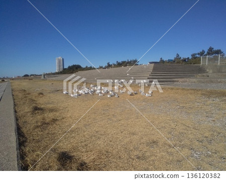 黑頭鷗,一種來到Kemigawahama海岸的冬季候鳥 黑頭鷗,一種來到Kemigawahama海岸的冬季候鳥 136120382