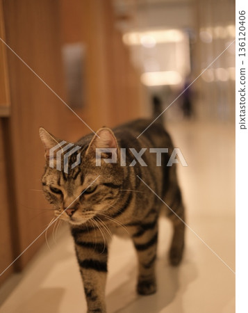 A tabby cat walking silently down the hallway A tabby cat walking silently down the hallway 136120406