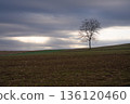 A silent hillside landscape with a spirit tree standing in the cloudy sky 136120460