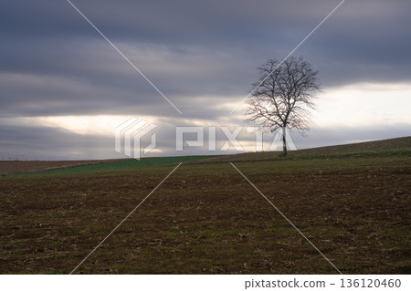 A silent hillside landscape with a spirit tree standing in the cloudy sky A silent hillside landscape with a spirit tree standing in the cloudy sky 136120460