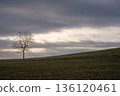 A spirit tree floating in the light between the clouds, a quiet hill 136120461