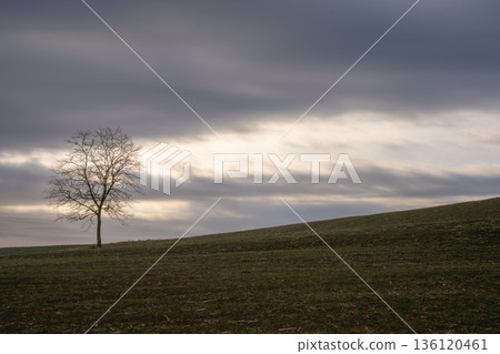 A spirit tree floating in the light between the clouds, a quiet hill A spirit tree floating in the light between the clouds, a quiet hill 136120461