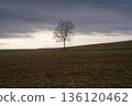A spirit tree standing on a cloudy hill, a tranquil outline 136120462