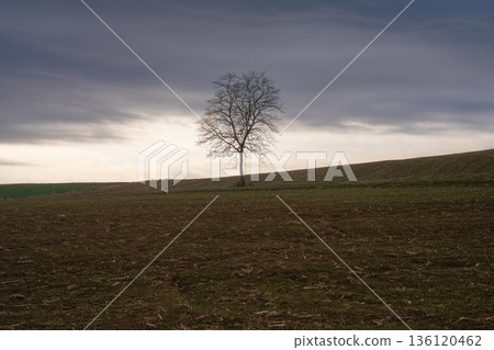 A spirit tree standing on a cloudy hill, a tranquil outline A spirit tree standing on a cloudy hill, a tranquil outline 136120462