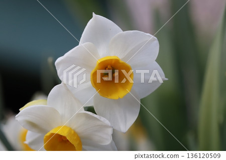 Daffodil flowers with white petals and orange corona blooming in a winter garden 136120509