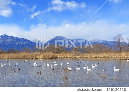 Azumino in winter: Swans and ducks at the Otakara Reservoir Azumino in winter: Swans and ducks at the Otakara Reservoir 136120518