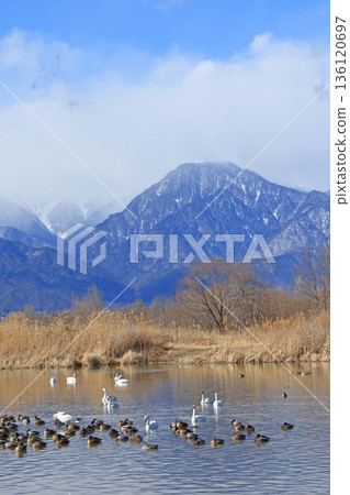 Azumino in winter: Swans and ducks at the Otakara Reservoir Azumino in winter: Swans and ducks at the Otakara Reservoir 136120697