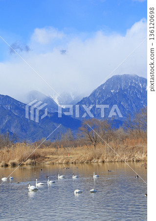 Azumino in winter: Swans and ducks at the Otakara Reservoir Azumino in winter: Swans and ducks at the Otakara Reservoir 136120698