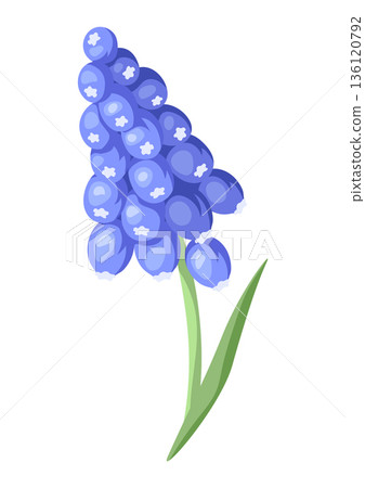 Illustration of muscari flower. Beautiful decorative realistic plant. 136120792