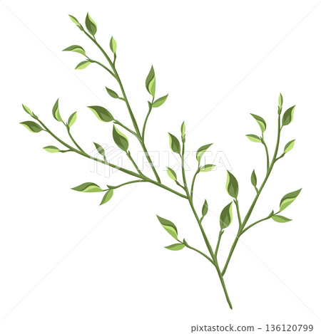 Illustration of branches with leaves. Spring young foliage. 136120799