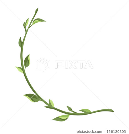 Swirl branch with leaves. Spring young foliage. 136120803