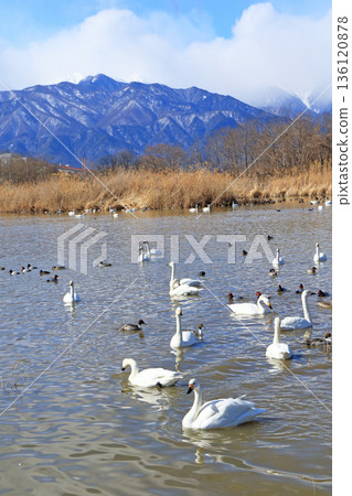 Azumino in winter: Swans and ducks at the Otakara Reservoir Azumino in winter: Swans and ducks at the Otakara Reservoir 136120878