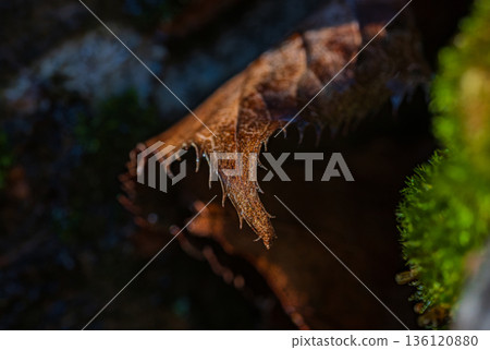 秋季自然風光,苔蘚上落葉的特寫 秋季自然風光,苔蘚上落葉的特寫 136120880