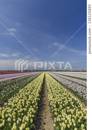 Colorful tulip fields stretching to horizon in Hillegom, Netherlands Colorful tulip fields stretching to horizon in Hillegom, Netherlands 136120895