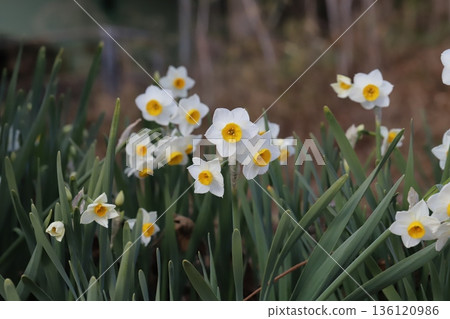 Daffodil flowers with white petals and yellow corona blooming in a winter park Daffodil flowers with white petals and yellow corona blooming in a winter park 136120986