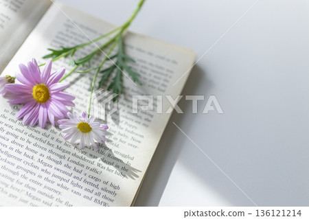白色背景，粉紅色萬壽菊和春日的陽光灑在一本書上。 136121214