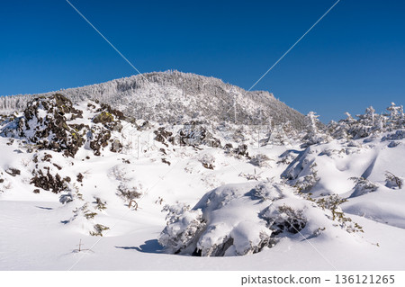 在白雪皚皚的北八嶽山脈進行雪地健行 136121265