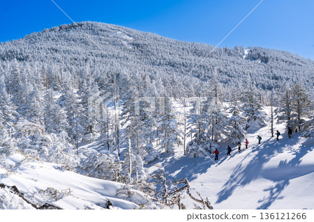 在白雪皚皚的北八嶽山脈進行雪地健行 在白雪皚皚的北八嶽山脈進行雪地健行 136121266