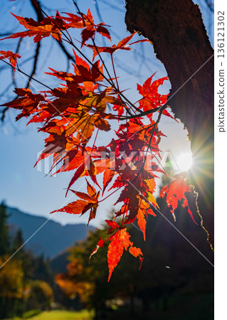 The autumn leaves shining through the backlight, the vivid veins of the maple leaves and the sunlight, a scene of late autumn 136121302