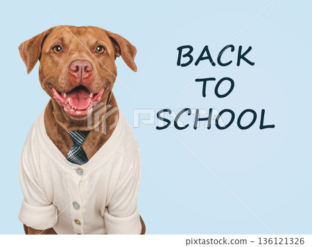 Back to school. Cute dog and tie Back to school. Cute dog and tie 136121326
