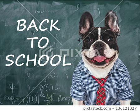 Back to school. Cute puppy and blackboard with inscription Back to school. Cute puppy and blackboard with inscription 136121327
